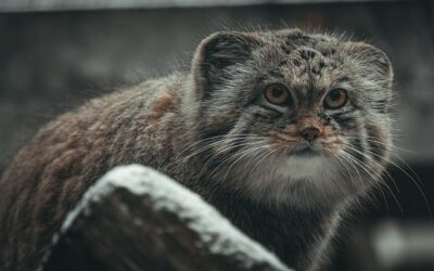 le chat de Pallas, Manul