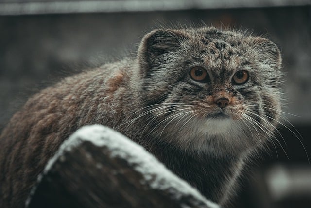 chat de pallas, manul