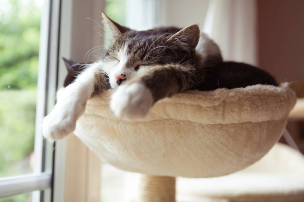 que signifie la position de sommeil de votre chat ?