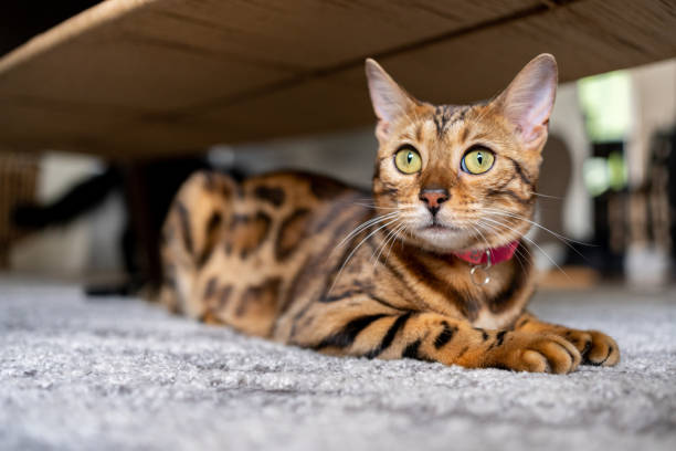 chat bengal