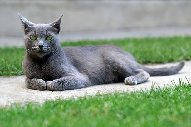 chat bleu russe