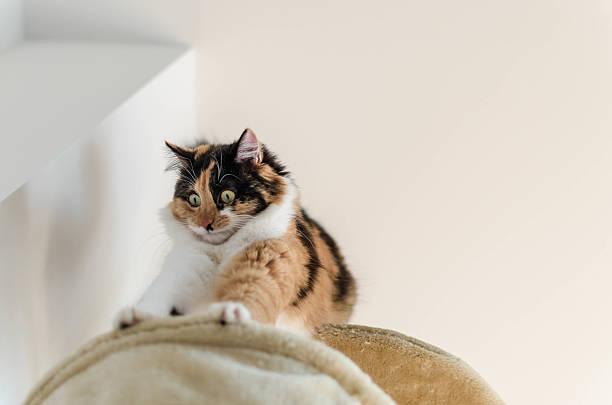 chat apeuré pendant les feux d'artifice