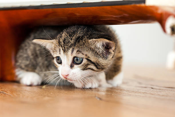 comment calmer son chat apeuré pendant les feux d'artifice