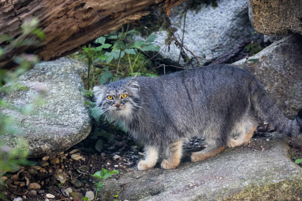 chat de pallas manul