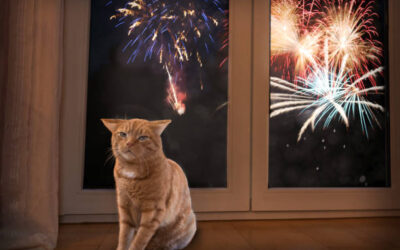 Le chat et les feux d’artifice