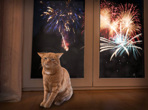 garder le chat au calme pendant les feux d'artifice