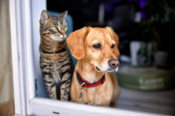 différence de comportement entre chiens et chats