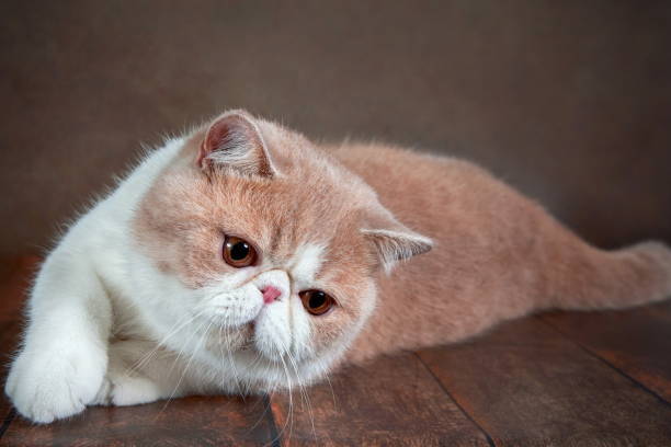 chat Exotic Shorthair