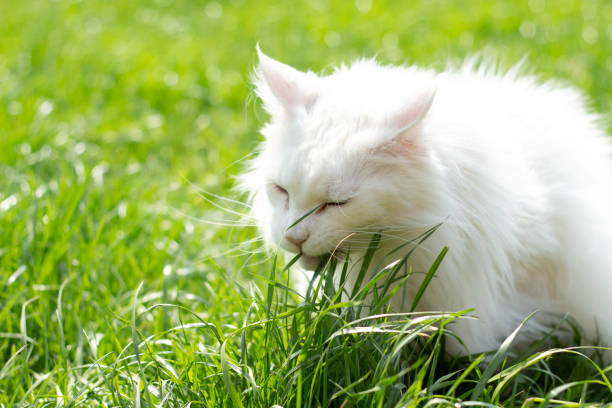 chat mange herbe à chat