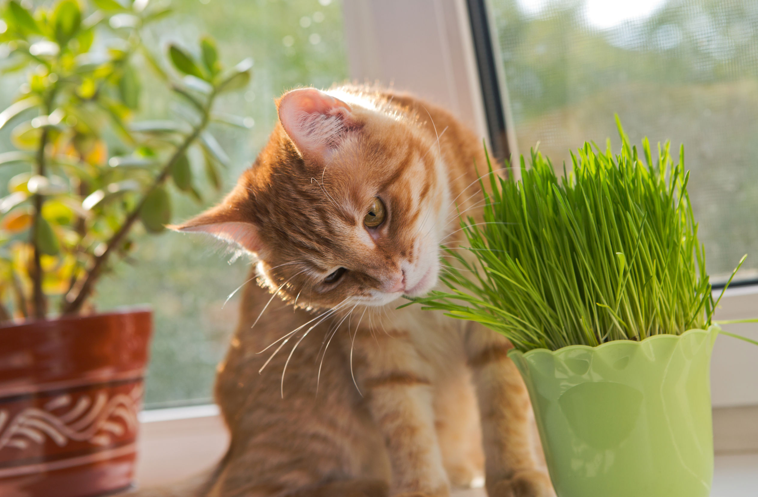 herbe à chat