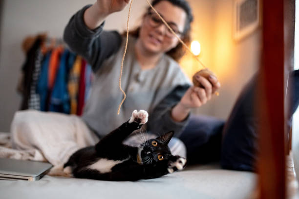 5 recommandations de nouveaux jouets pour chats