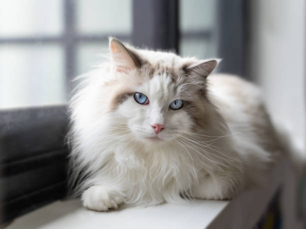 chat ragdoll