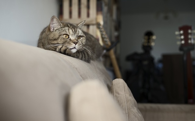 les symptômes du stress chez le chat