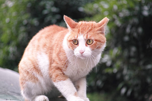 les symptômes de stress du chat