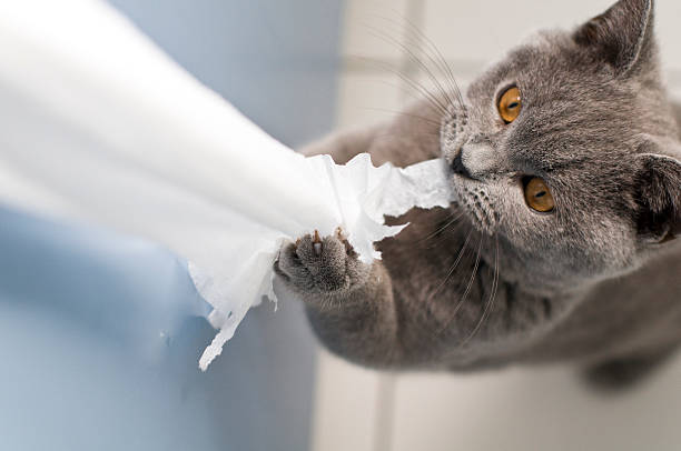 chat qui déchire le papier