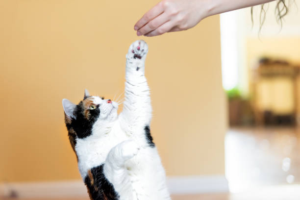 chat obéissant