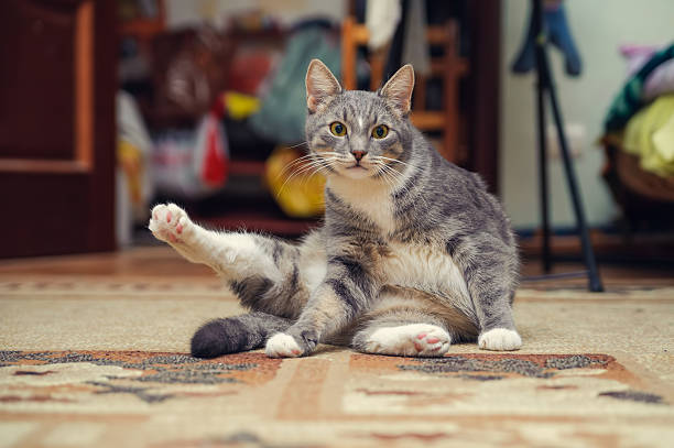 posture d'un chat qui écoute