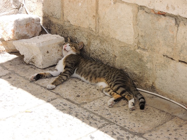 position de sommeil du chat sur le côté