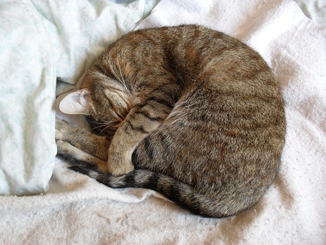 position de sommeil du chat en boule