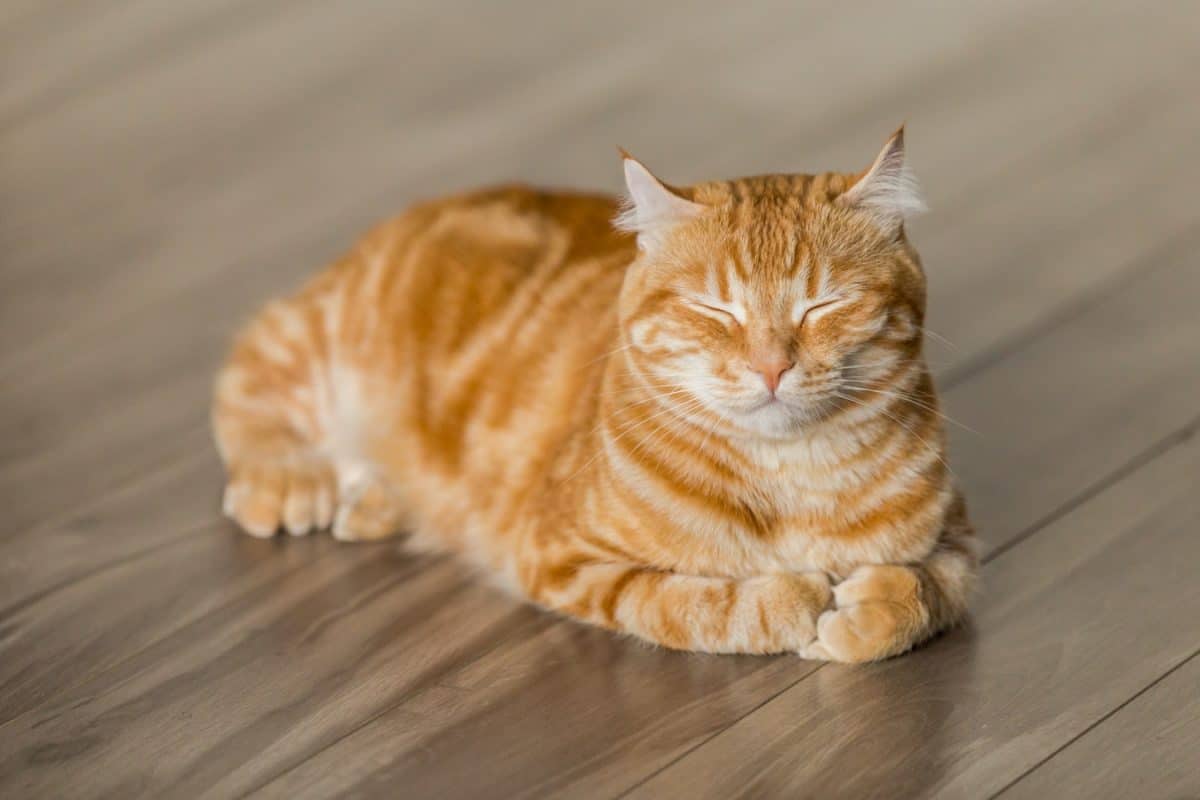 position sommeil chat allongé et tête relevée