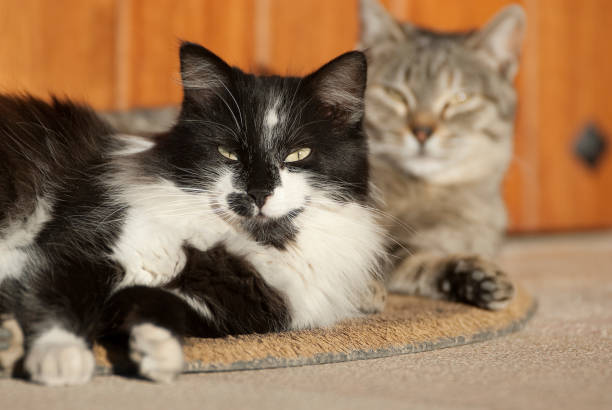 chat dort avec un congénère