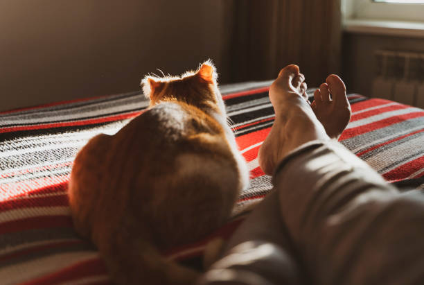 chat dort à côté de moi