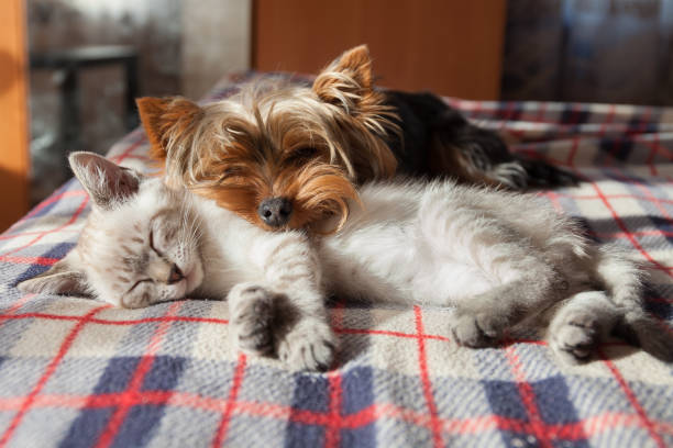 chat dort avec le chien