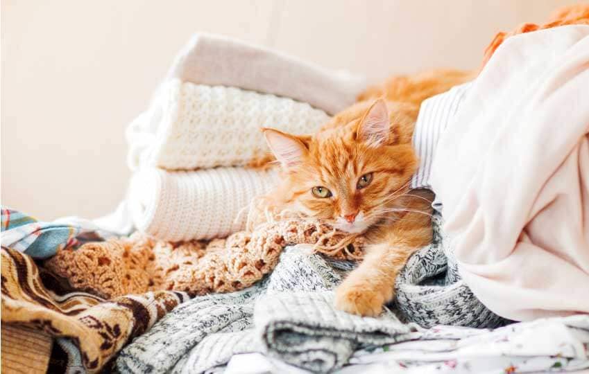 chat dort sur les vêtements