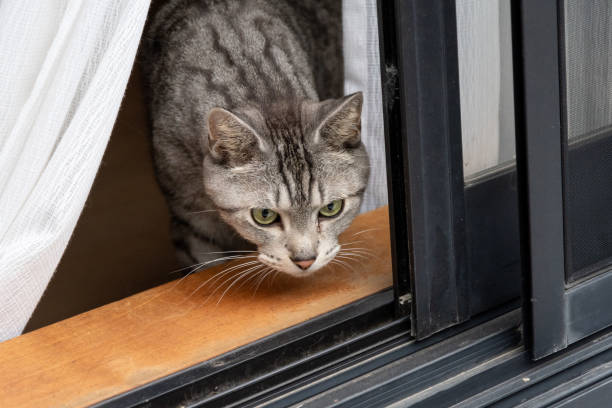 chat qui fugue par la porte