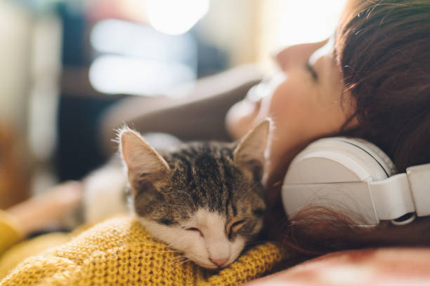 chat tranquille à la maison