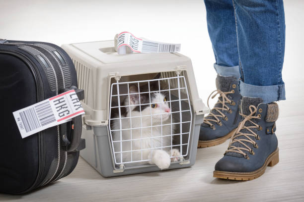 chat dans sa cage de transport