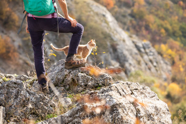 chat en randonnée