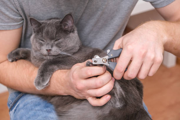 couper les ongles du chat