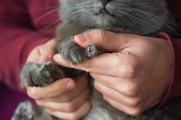 entretenir les griffes du chats