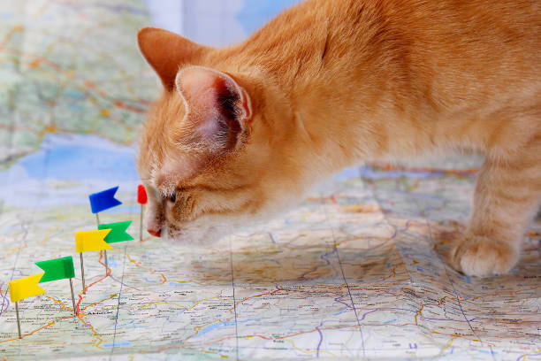 le chat et les voyages