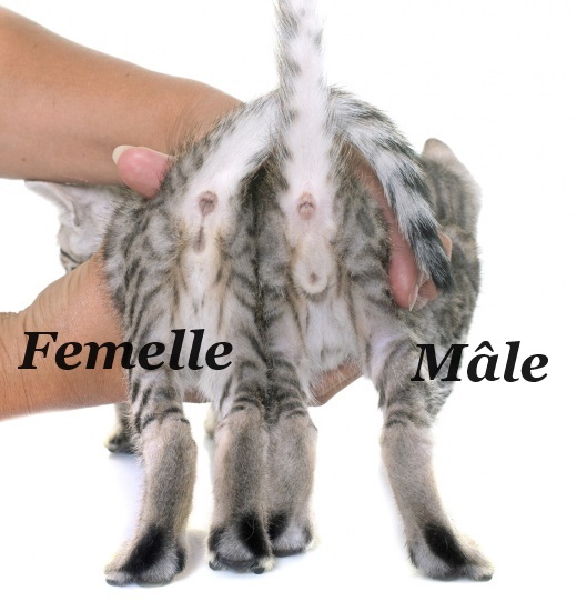 différence visuelle du sexe d'un chaton male ou femelle