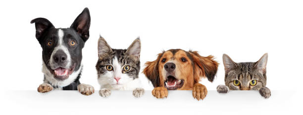 10 astuces pour une bonne entente entre chien et chat