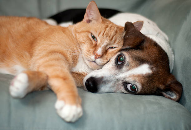 astuces pour la bonne cohabitation chien et chat