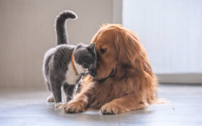 8 Astuces pour Favoriser l’entente entre Chien et Chat