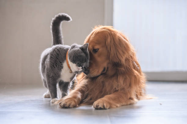 astuces pour une bonne entente du chien avec le chat