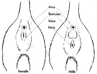 schema du sexe du chaton