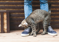 chat blottit contre les jambes