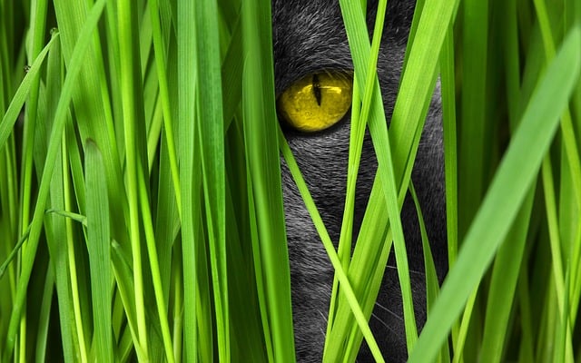 oeil de chat dans les herbes