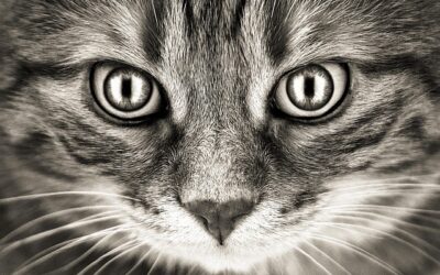 Comment les chats nous voient ? la vision du chat